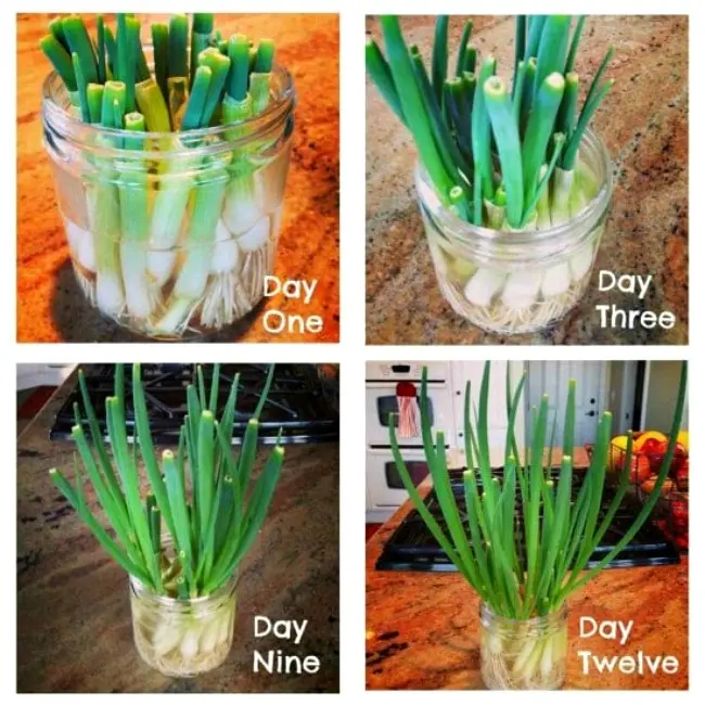 How to grow green onions at home