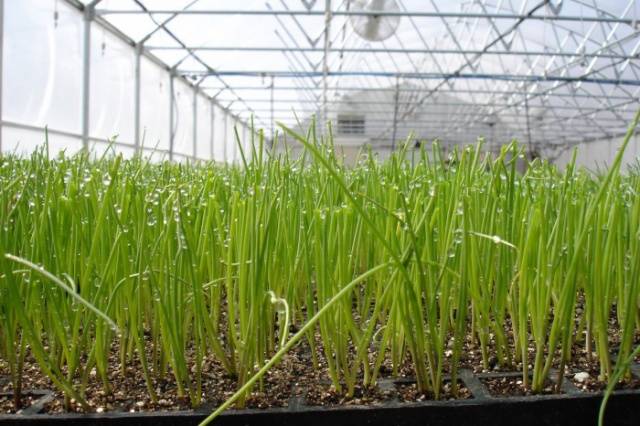 How to grow green onions in a greenhouse in winter