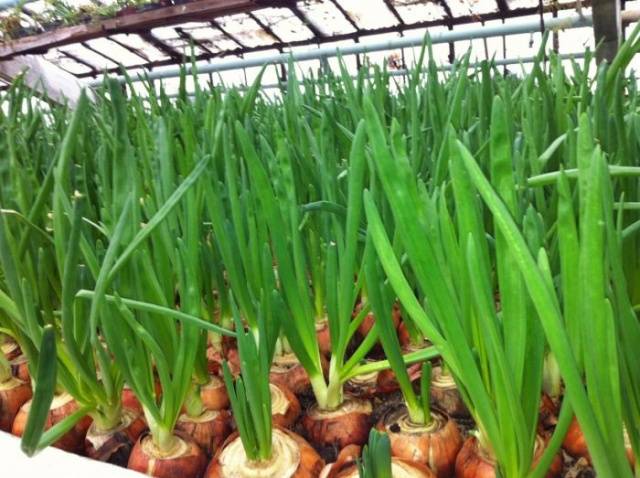 How to grow green onions in a greenhouse in winter