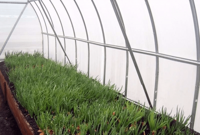 How to grow green onions in a greenhouse in winter