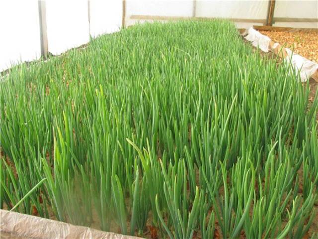 How to grow green onions in a greenhouse in winter