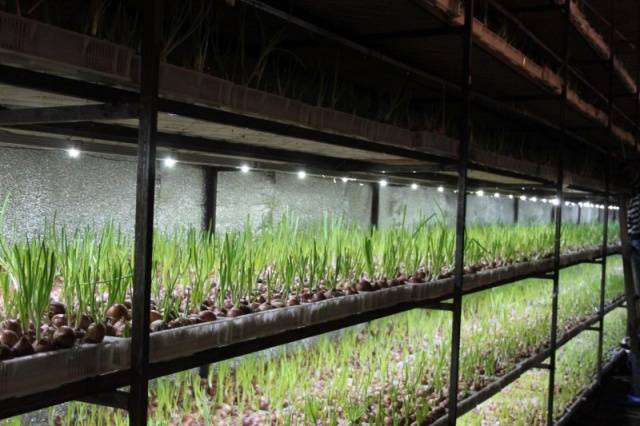 How to grow green onions in a greenhouse in winter