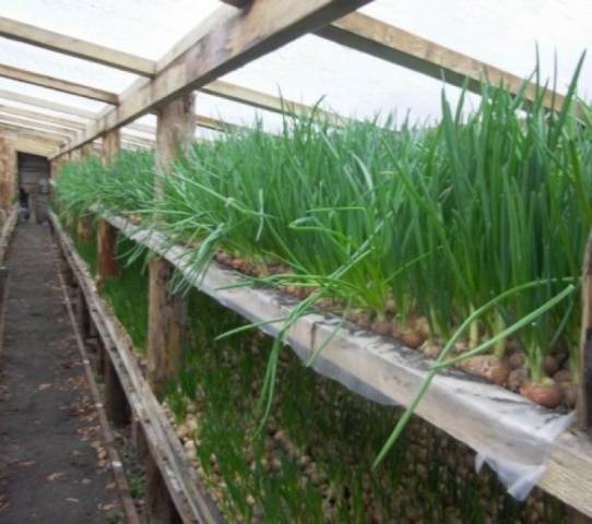 How to grow green onions in a greenhouse in winter