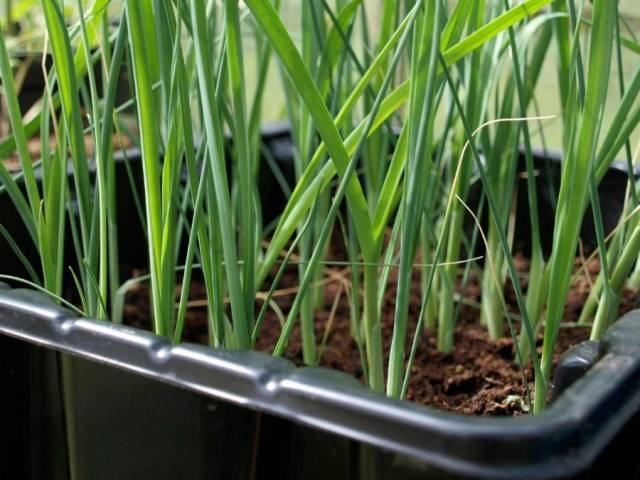 How to grow green onions in a greenhouse in winter