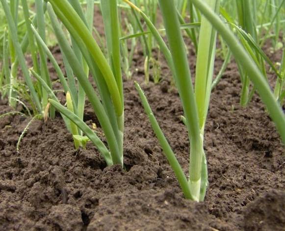 How to grow green onions in a greenhouse in winter