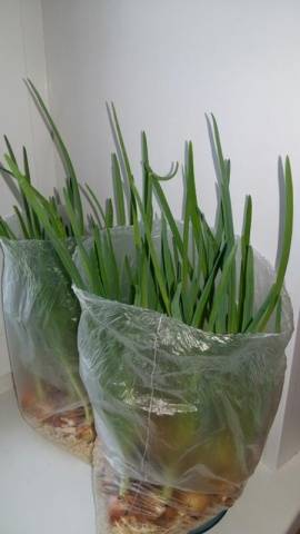 How to grow green onions without soil