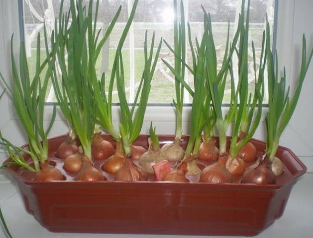 How to grow green onions without soil