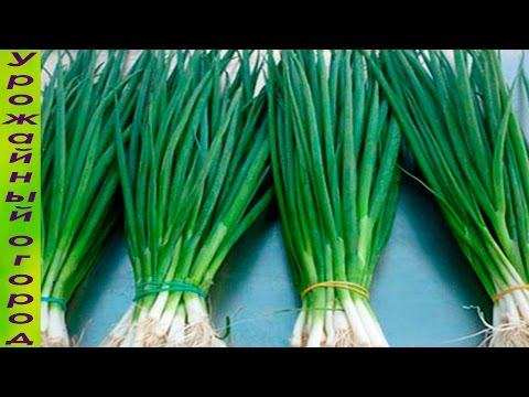 How to grow green onions without soil