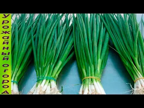 How to grow green onions without soil