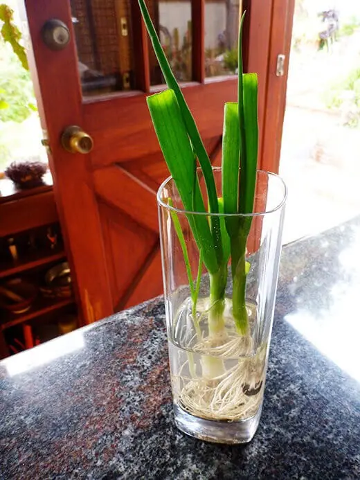 How to grow green onions without soil