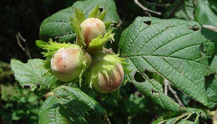 How to grow hazelnuts from nuts at home