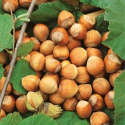 How to grow hazelnuts from nuts at home