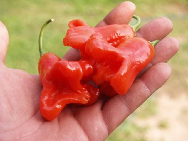 How to grow hot pepper Bell