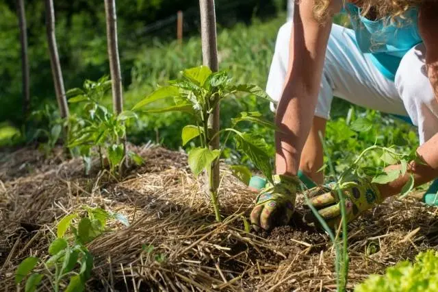 How to grow hot pepper Bell