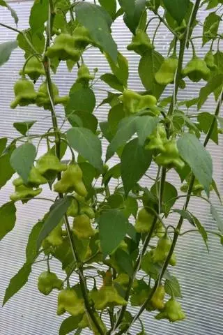 How to grow hot pepper Bell