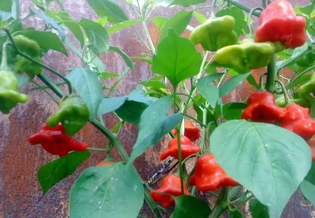 How to grow hot pepper Bell