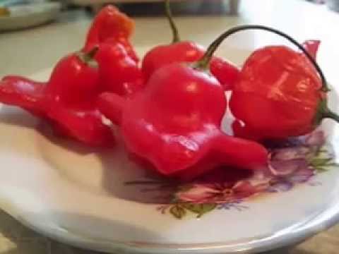 How to grow hot pepper Bell