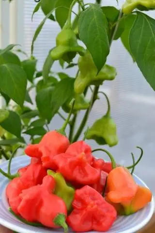 How to grow hot pepper Bell