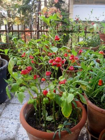 How to grow hot pepper Bell