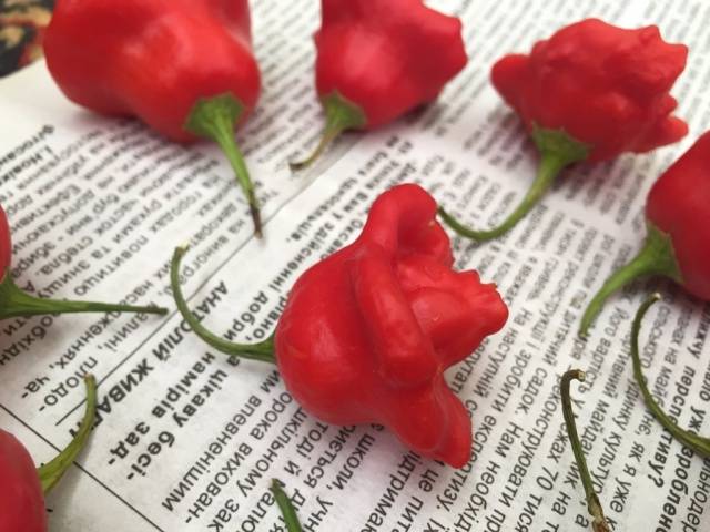 How to grow hot pepper Bell