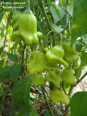 How to grow hot pepper Bell