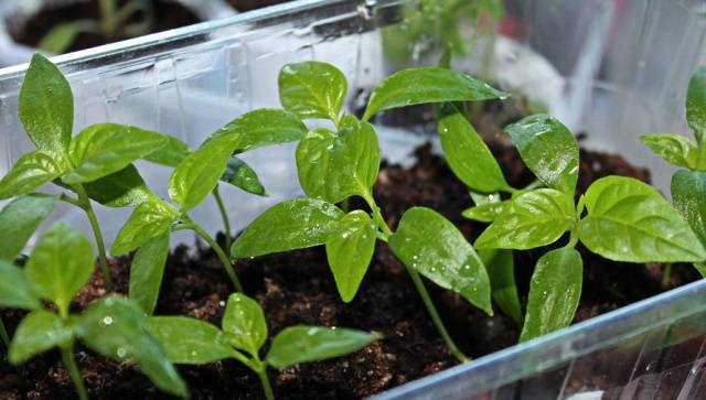 How to grow hot pepper Bell