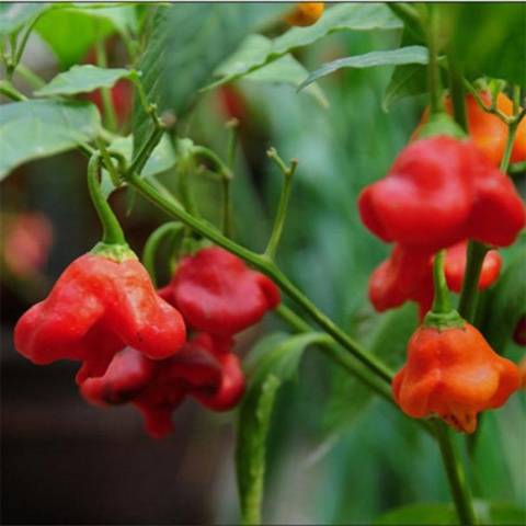 How to grow hot pepper Bell