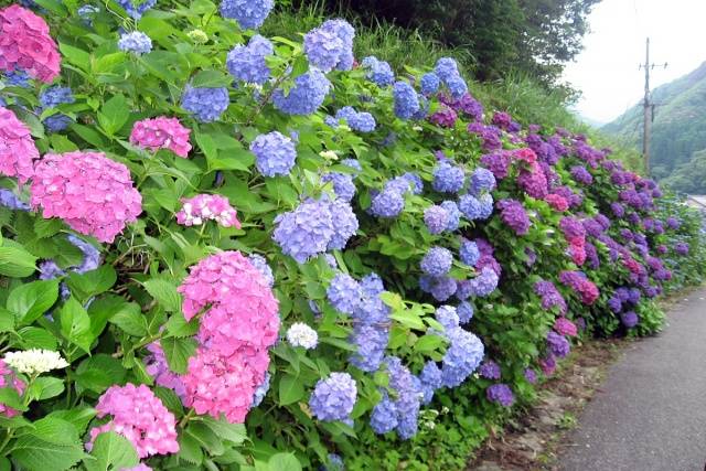 How to grow hydrangea in Siberia