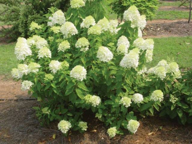 How to grow hydrangea in Siberia