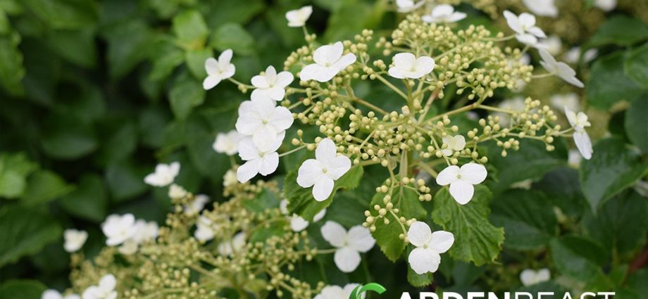 How to grow hydrangea in Siberia