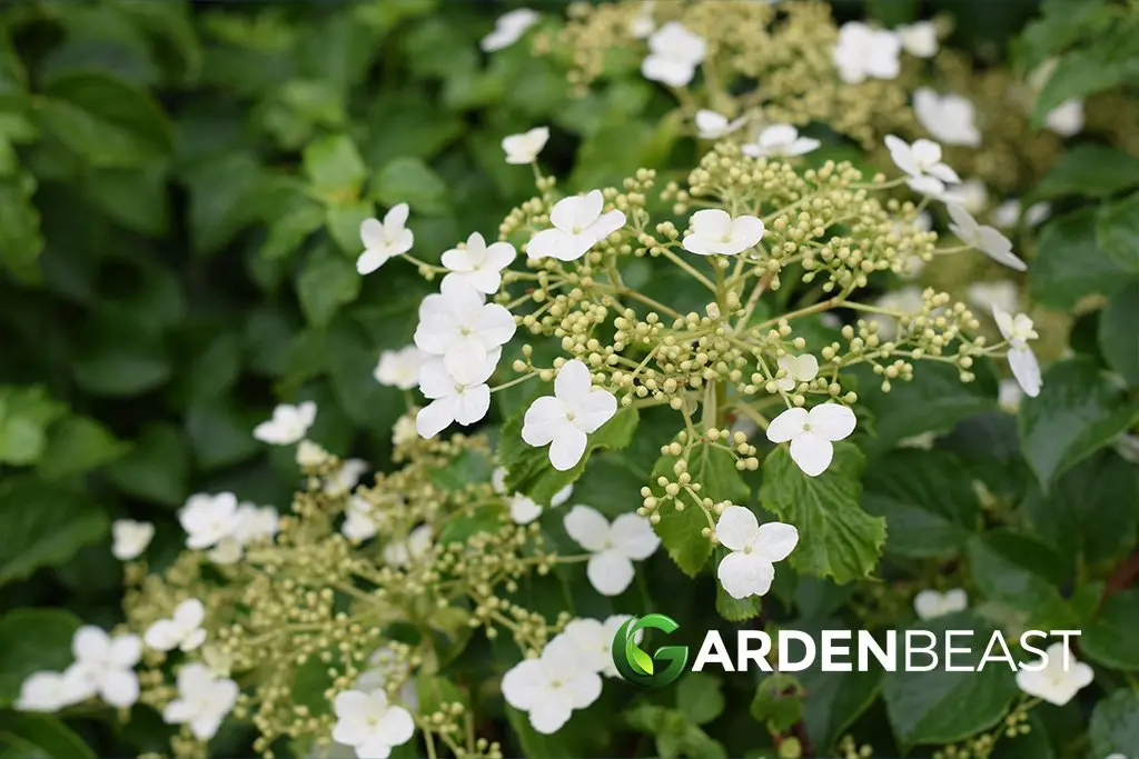 How to grow hydrangea in Siberia