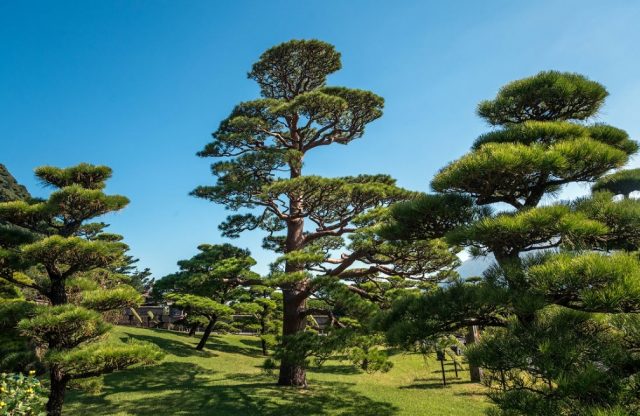 How to grow Japanese pine