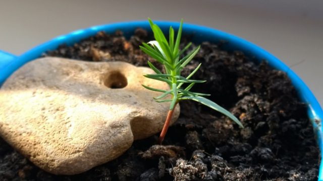 How to grow Japanese pine