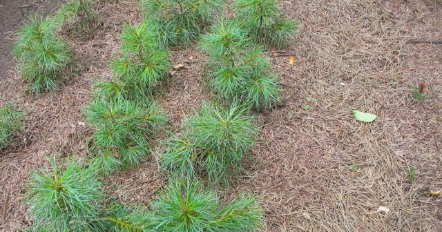 How to grow Japanese pine