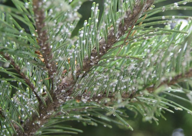 How to grow Japanese pine