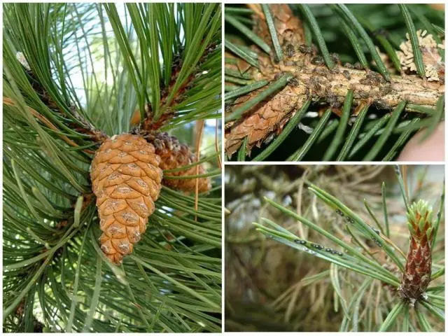 How to grow Japanese pine