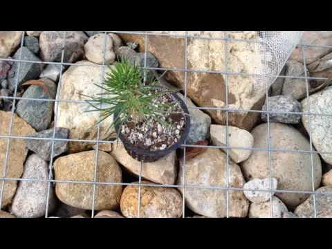 How to grow Japanese pine