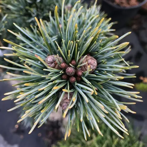 How to grow Japanese pine