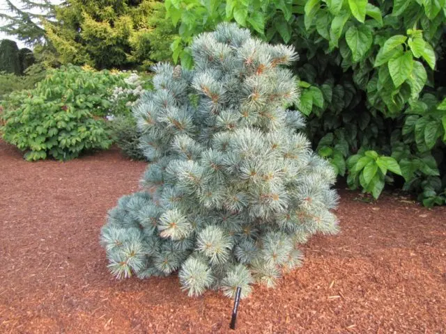 How to grow Japanese pine