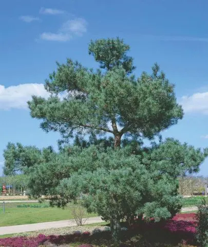 How to grow Japanese pine