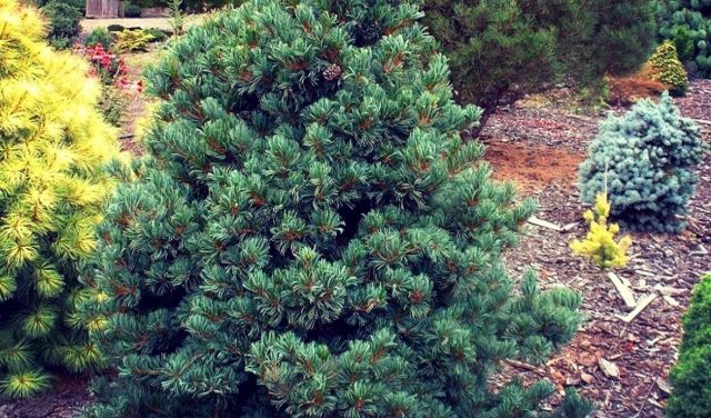 How to grow Japanese pine