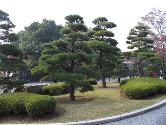 How to grow Japanese pine