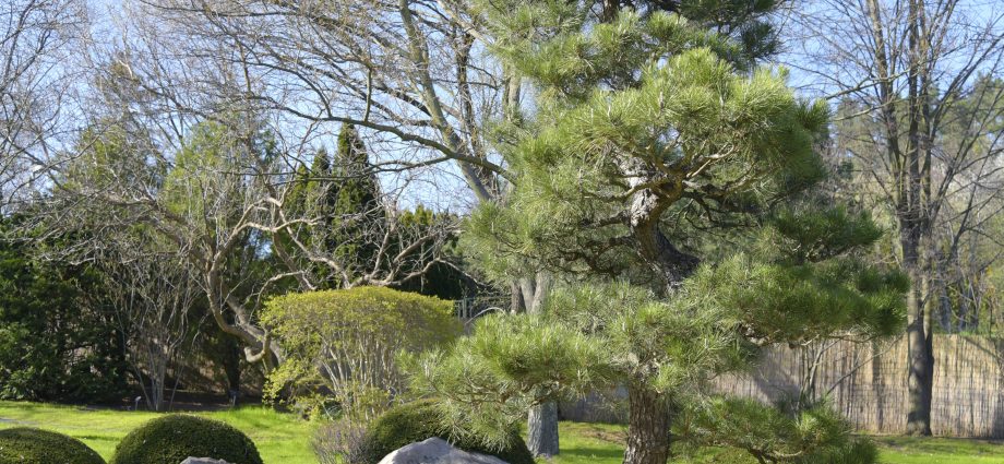 How to grow Japanese pine