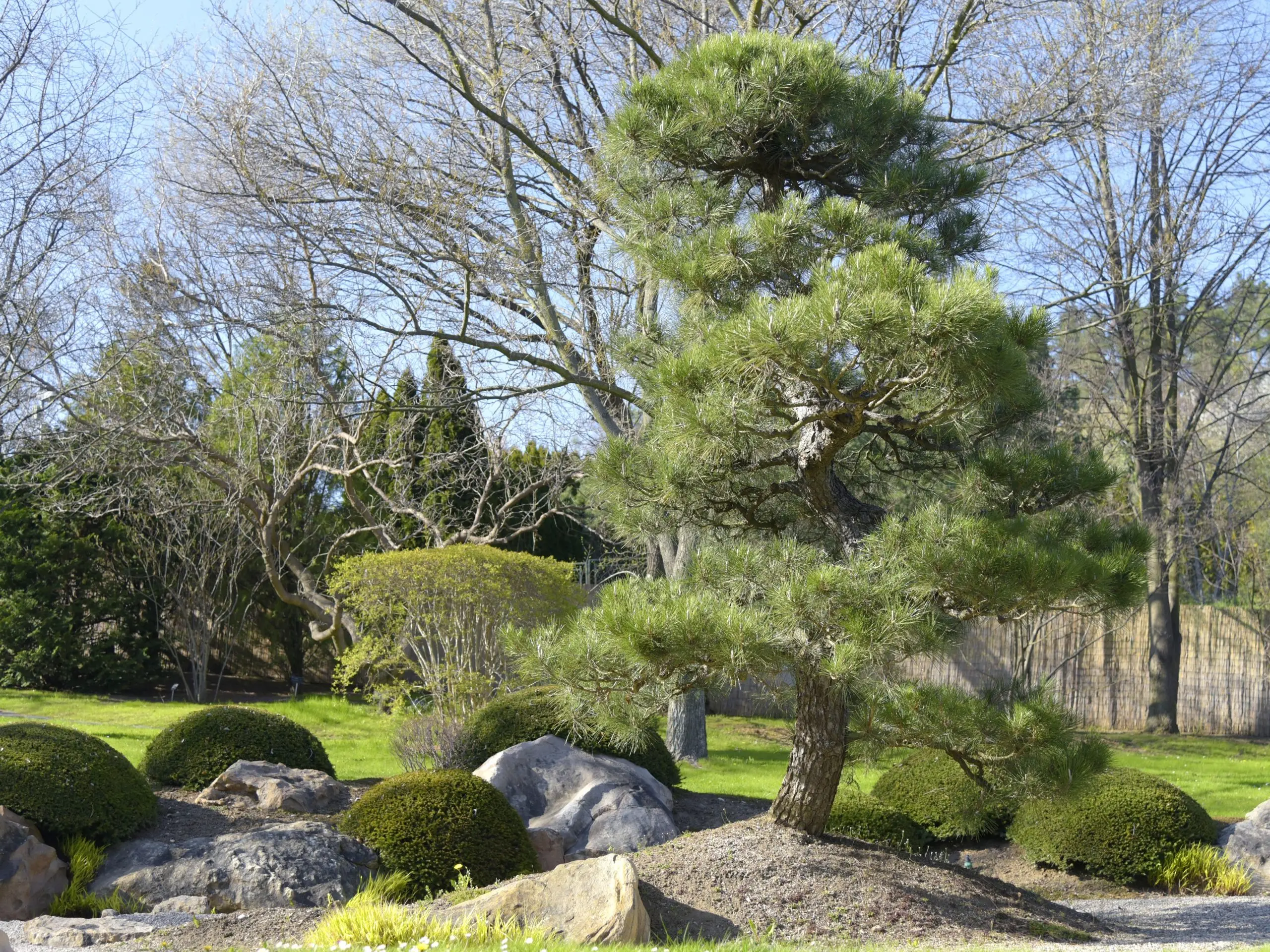 How to grow Japanese pine