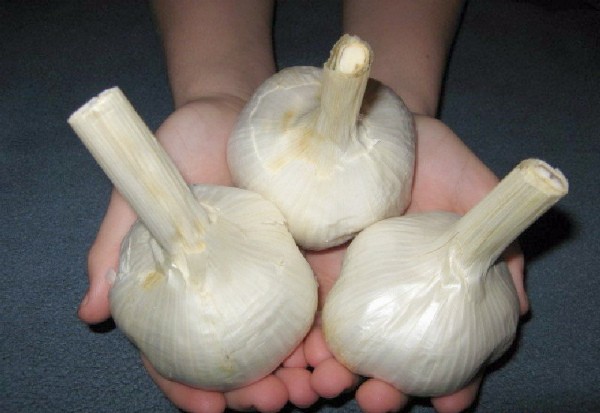 How to grow large garlic: the secrets of growing