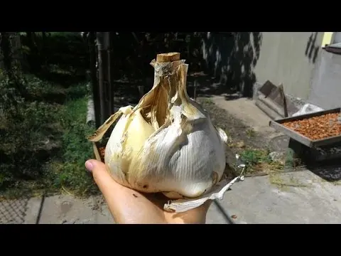 How to grow large garlic: the secrets of growing