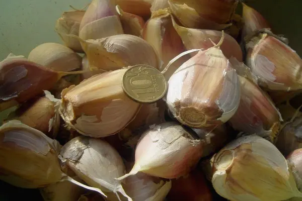 How to grow large garlic: the secrets of growing