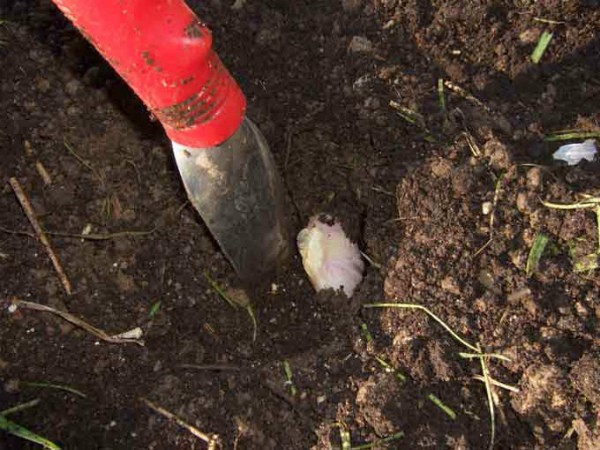 How to grow large garlic: the secrets of growing