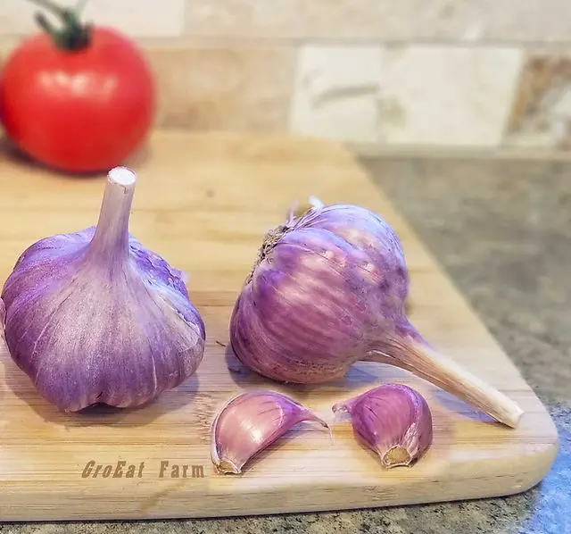 How to grow large garlic: the secrets of growing