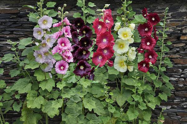 How to grow mallow from seeds + photo of flowers